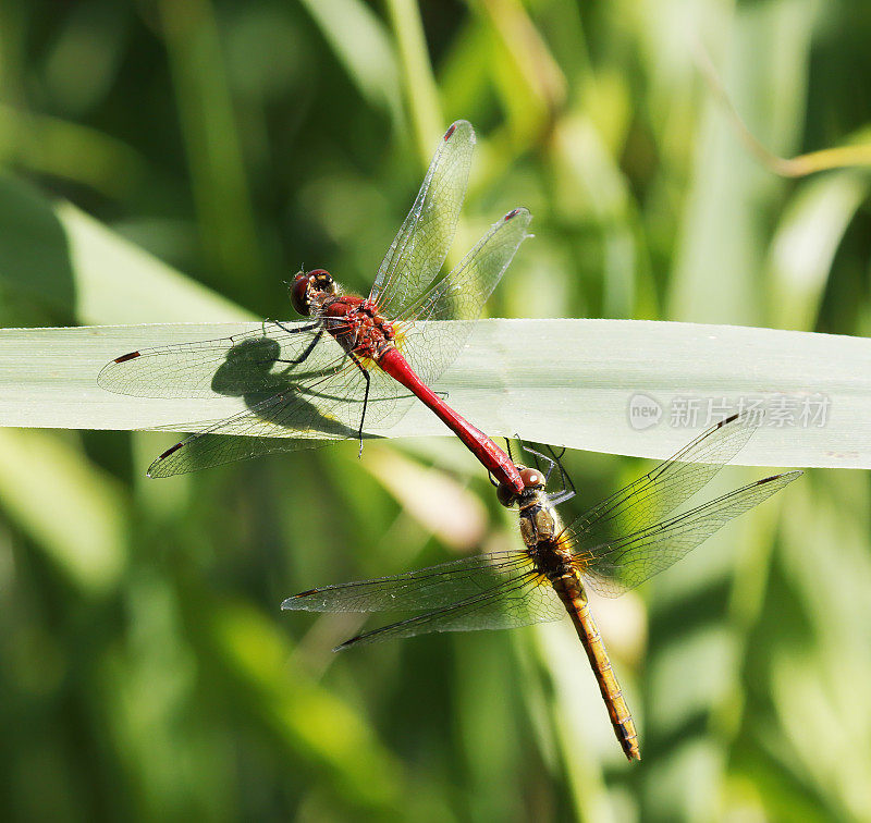 红箭蜻蜓(Sympetrum sanguineum)交配